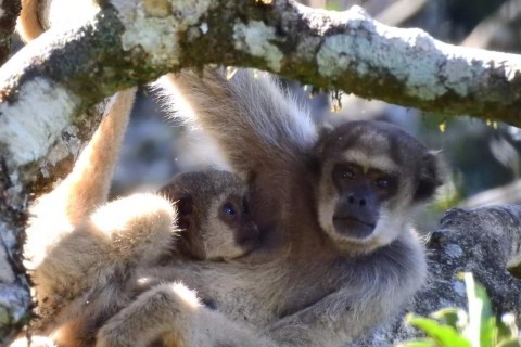 Projeto Montanhas dos Muriquis fortalece conservação de primatas na Serra do Brigadeiro