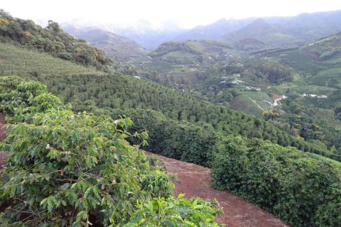 Mais 89,1%: Valor da produção agrícola do café cresce em Manhuaçu