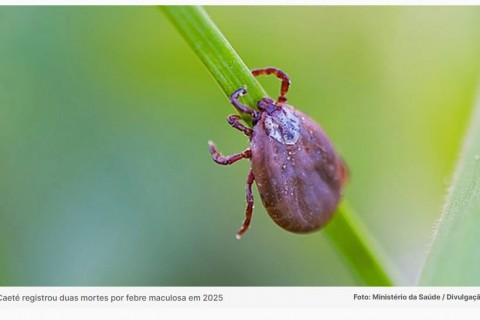 Febre maculosa em MG: Estado promove ações de combate à doença